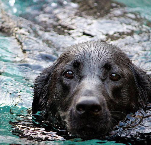 A_swiming_dog-5373592__480