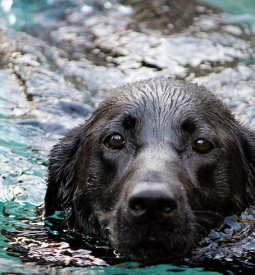 A_swiming_dog-5373592__480